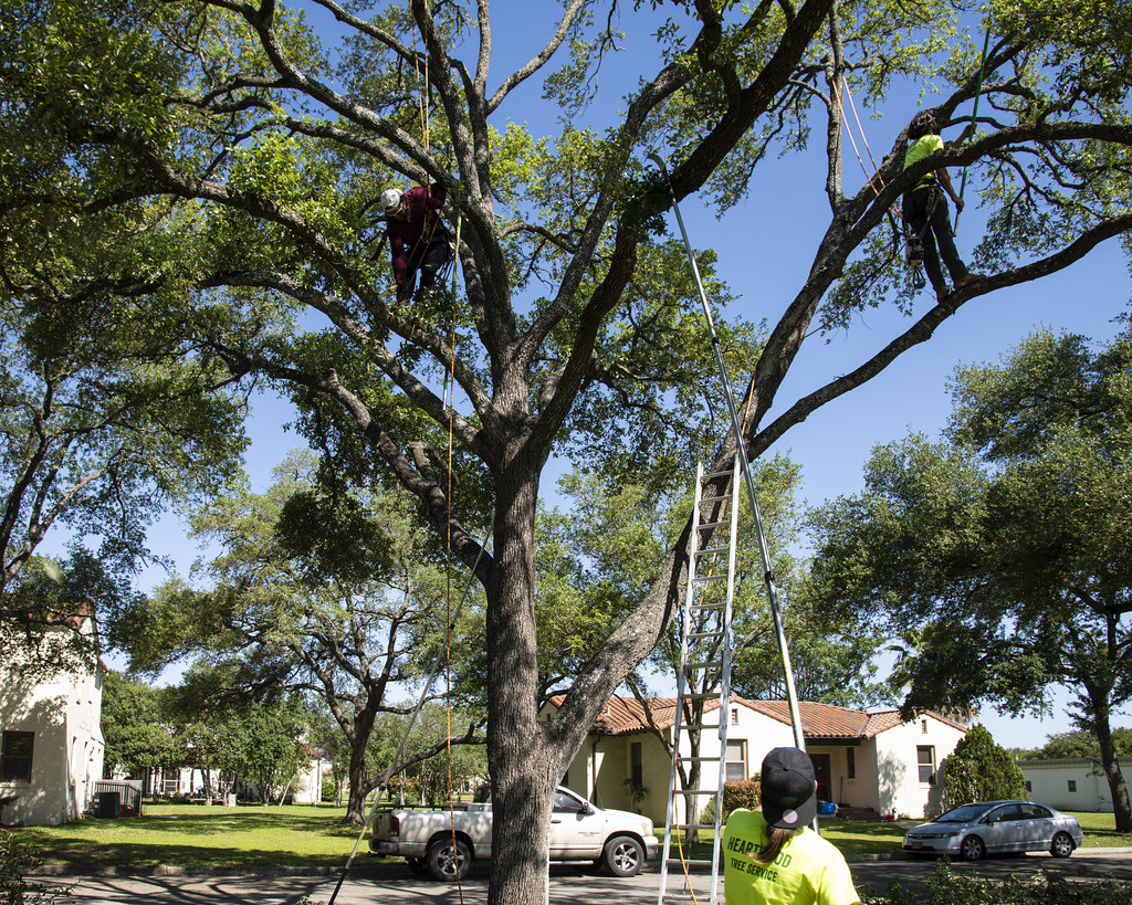Tree trimmer up high on tree limb with chainsaw