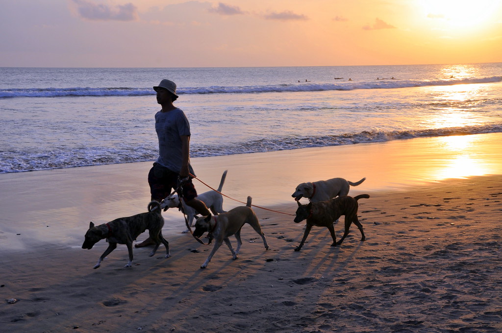 A person walking 5 dogs on the beach at twilight.